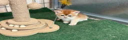 Británico de Pelo Corto gatos en venta: British Shorthair Golden chinchilla - Anuncio 8