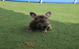 Bulldog Francés perros en venta: Bulldog francés blue brindle - Imagen 1