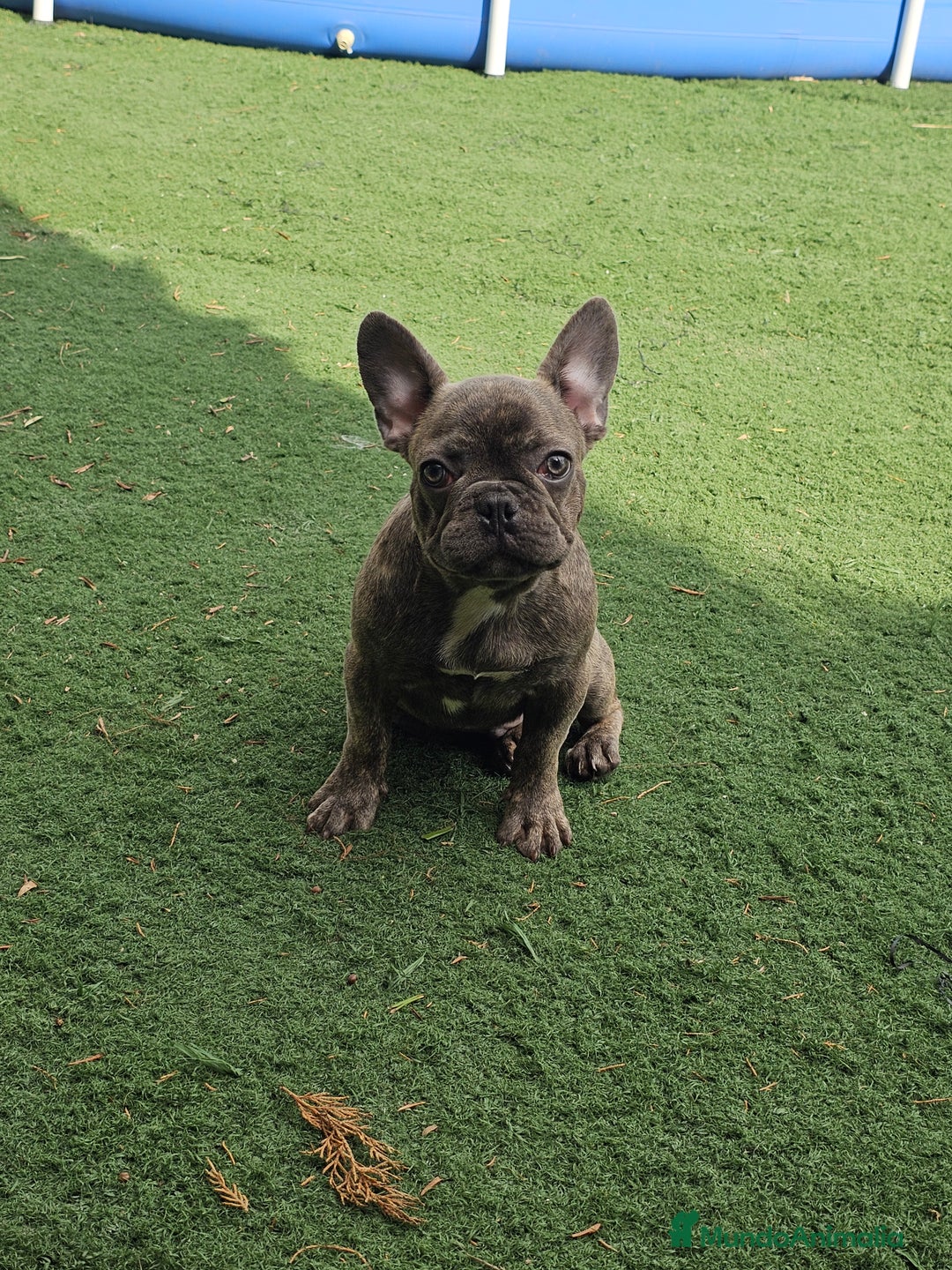 Bulldog Francés perros en venta: Bulldog francés blue brindle - Imagen 1