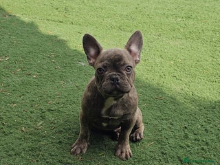 Bulldog Francés perros - Anuncio 11
