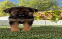 Pastor Alemán perros en venta: PASTOR ALEMAN - Imagen 12