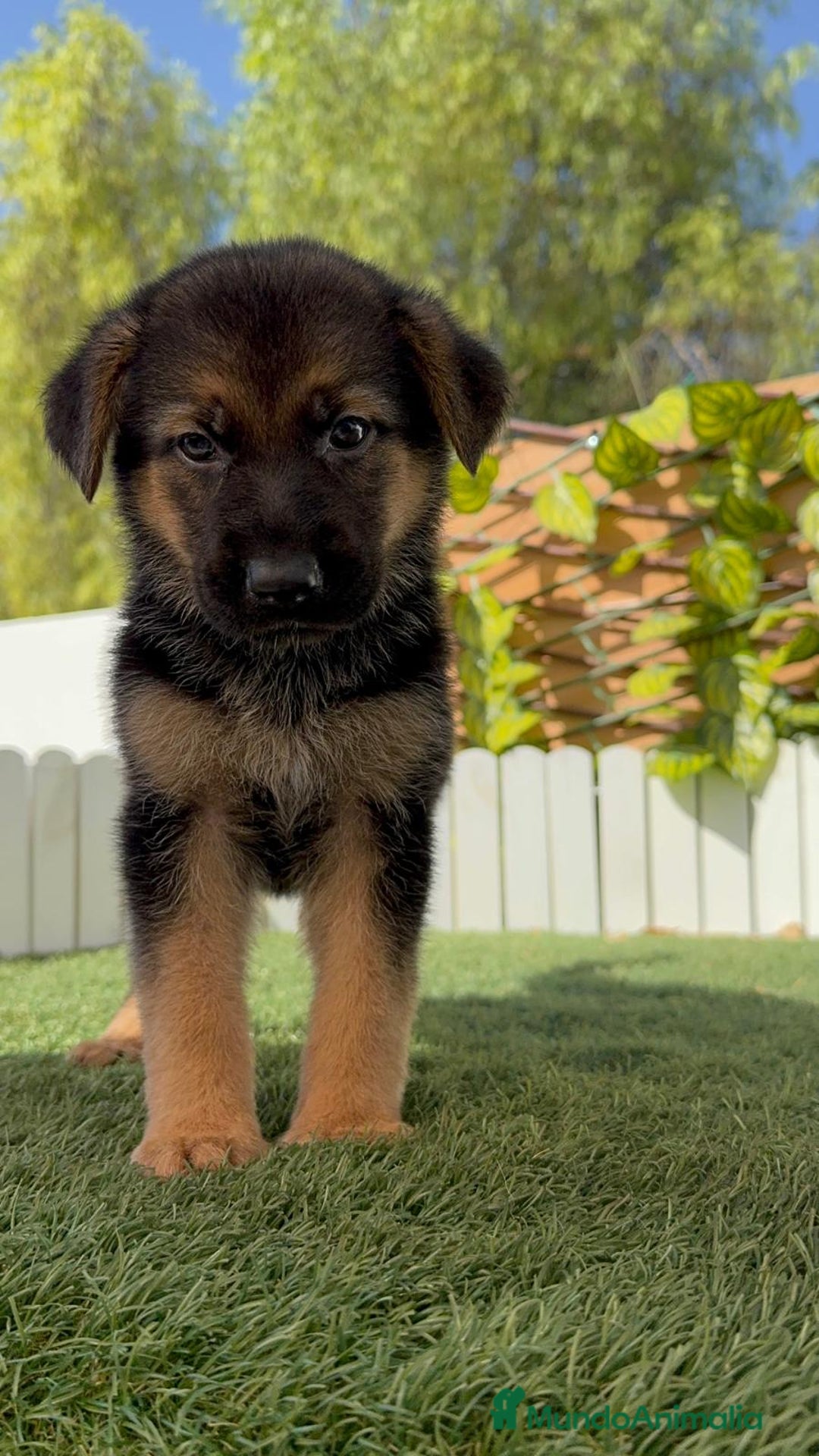 Pastor Alemán perros en venta: PASTOR ALEMAN - Imagen 12