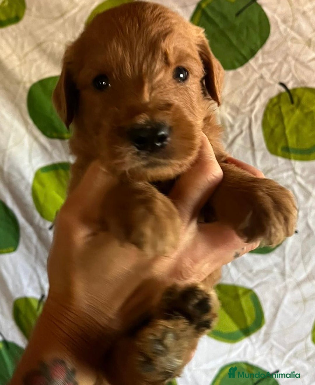 Goldendoodle perros en venta: Goldendoodle  - Imagen 5
