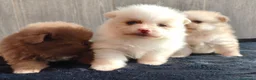 Pomerania perros en venta: LULÚ DE POMERANIA - Anuncio 4