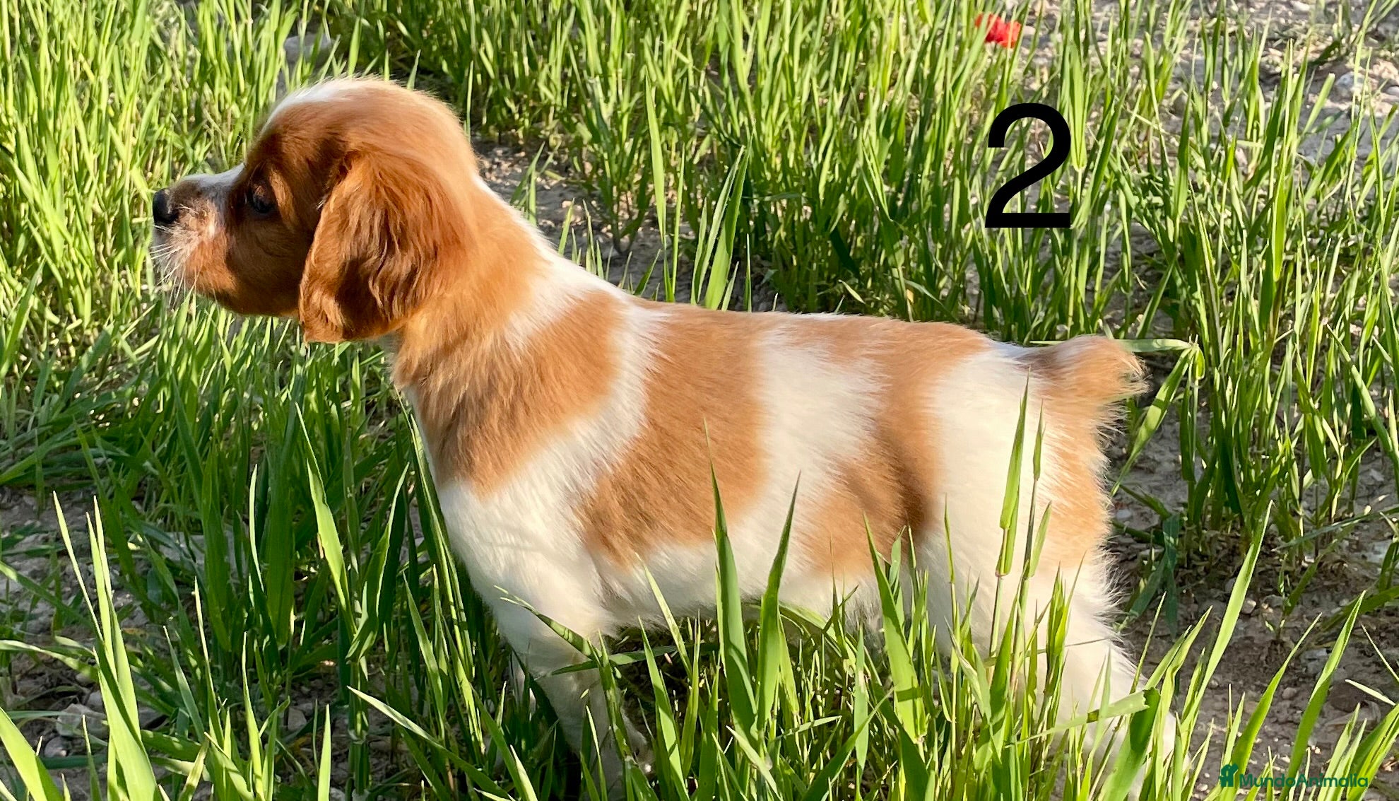 Épagneul Breton perros en venta: Epagneul bretón  - Anuncio 6