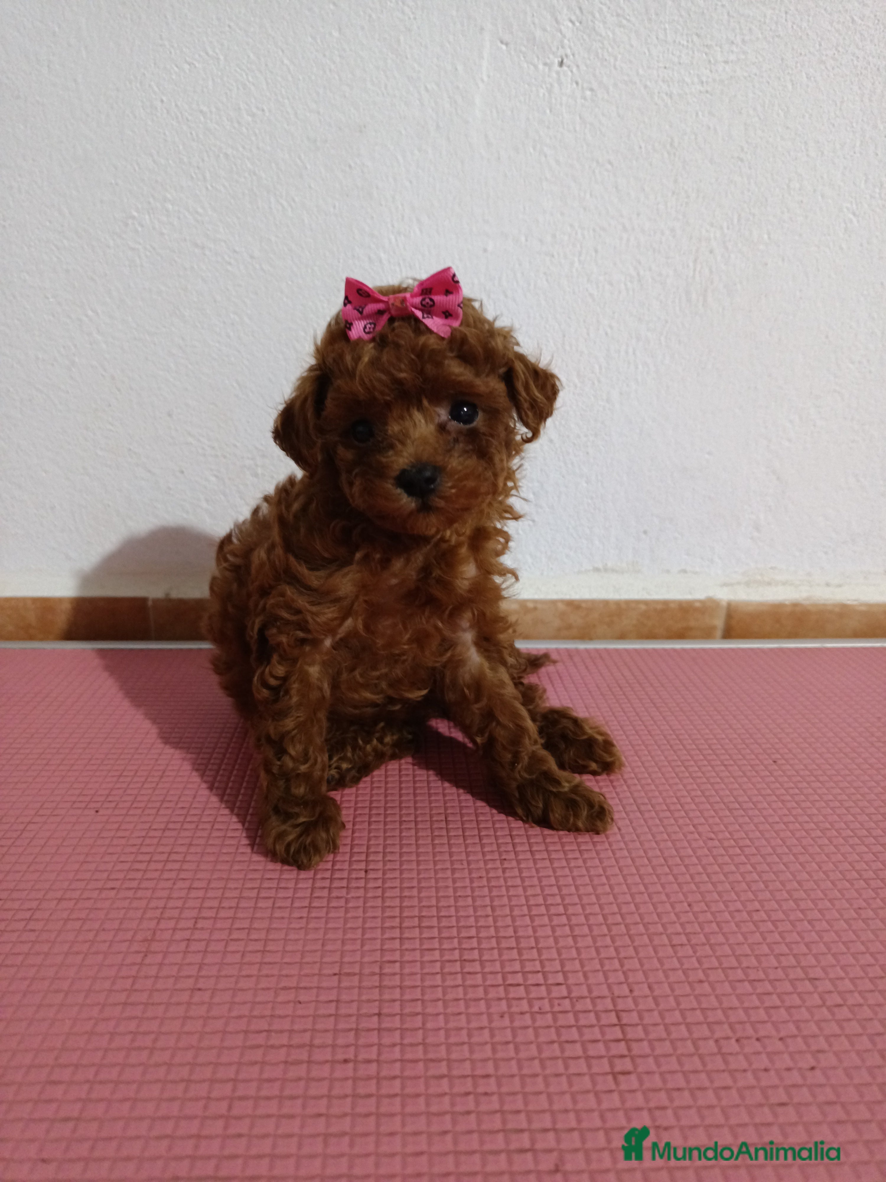 Caniche Toy perros Caniche toy - Anuncio 2