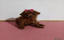 Caniche Toy perros en venta: Caniche toy - Imagen 2