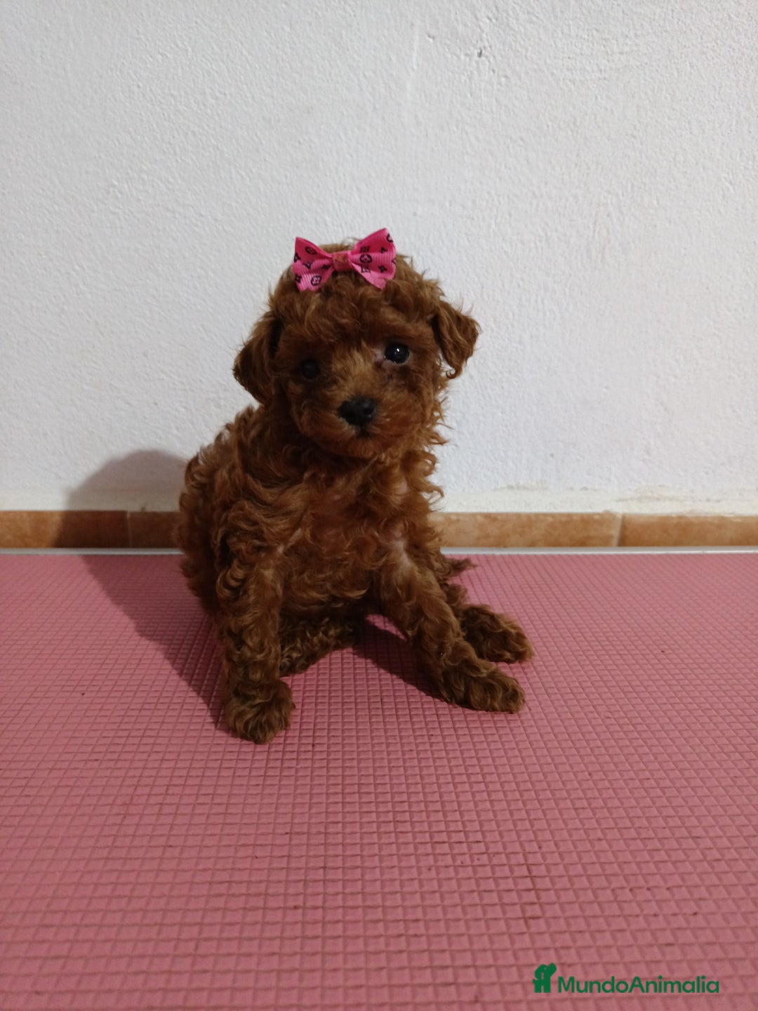 Caniche Toy perros en venta: Caniche toy - Imagen 2