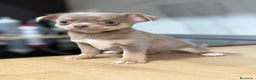 Chihuahua perros en venta: Chihuahuas estándar ojos azules  - Anuncio 8