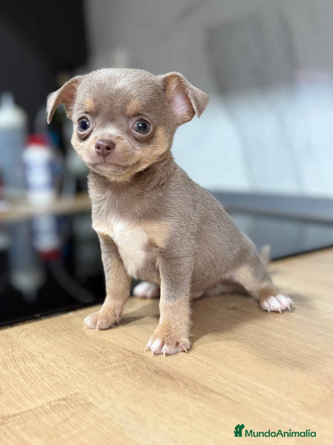 Chihuahua perros en venta: Chihuahuas estándar ojos azules  - Anuncio 8