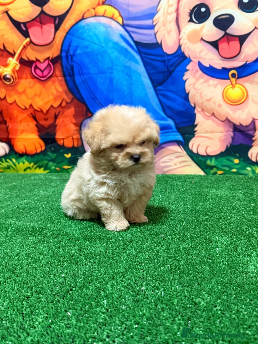 Maltipoo perros en venta: Maltipoo macho super Toy y chatitos espectacular  - Anuncio 2