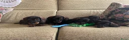 Teckel perros en venta: Teckel standar pelo duro  - Anuncio 3