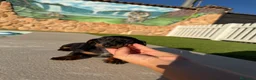 Teckel perros en venta: Teckel kaninchen - Anuncio 5