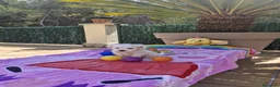 Bichón Maltés perros en venta: Bichón maltés - Anuncio 1