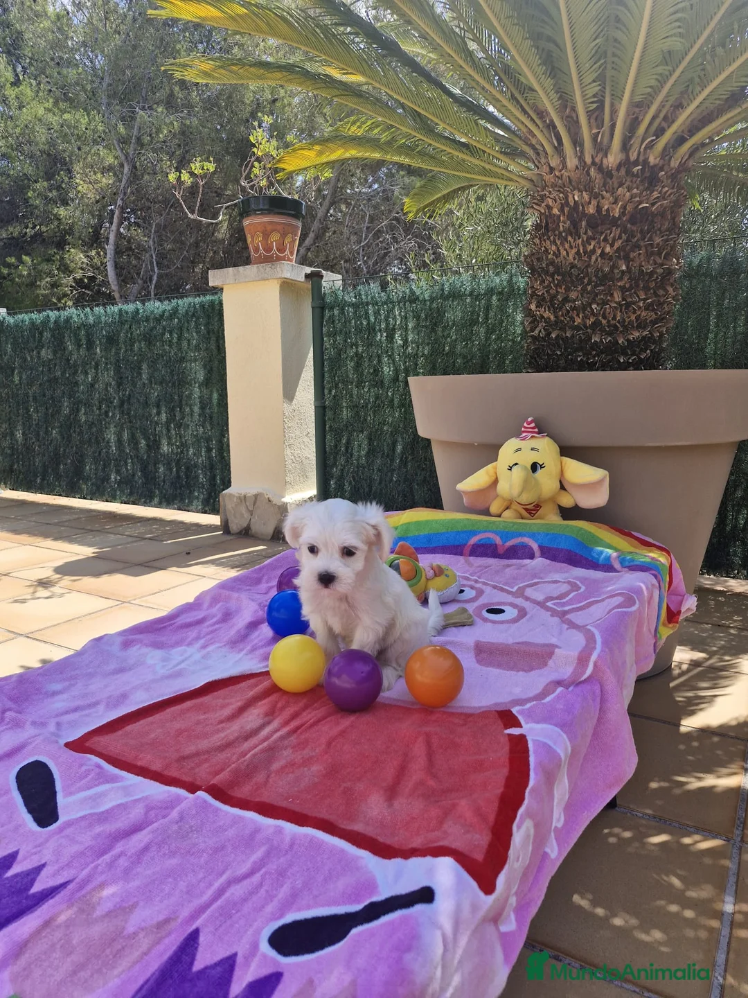 Bichón Maltés perros en venta: Bichón maltés - Anuncio 1