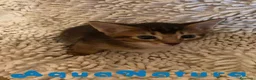 Abisinio gatos en venta:  Abisinio Macho de Santa 1834 - AQUANATURA en Barcelona - Anuncio 4