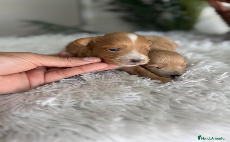 Maltipoo perros - Anuncio 1