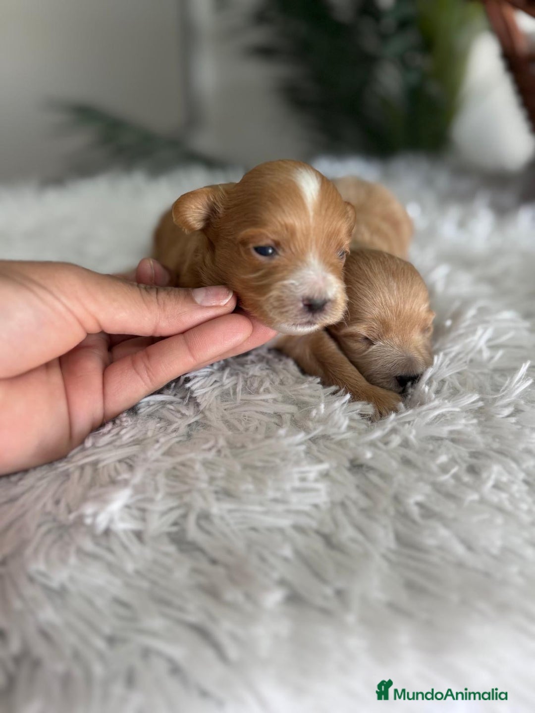 Maltipoo perros en venta: MALTIPOO MACHOS - Imagen 1