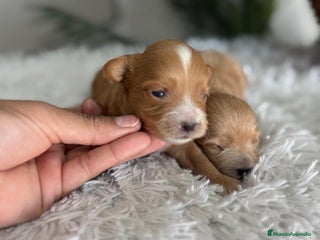 Maltipoo perros - Anuncio 11