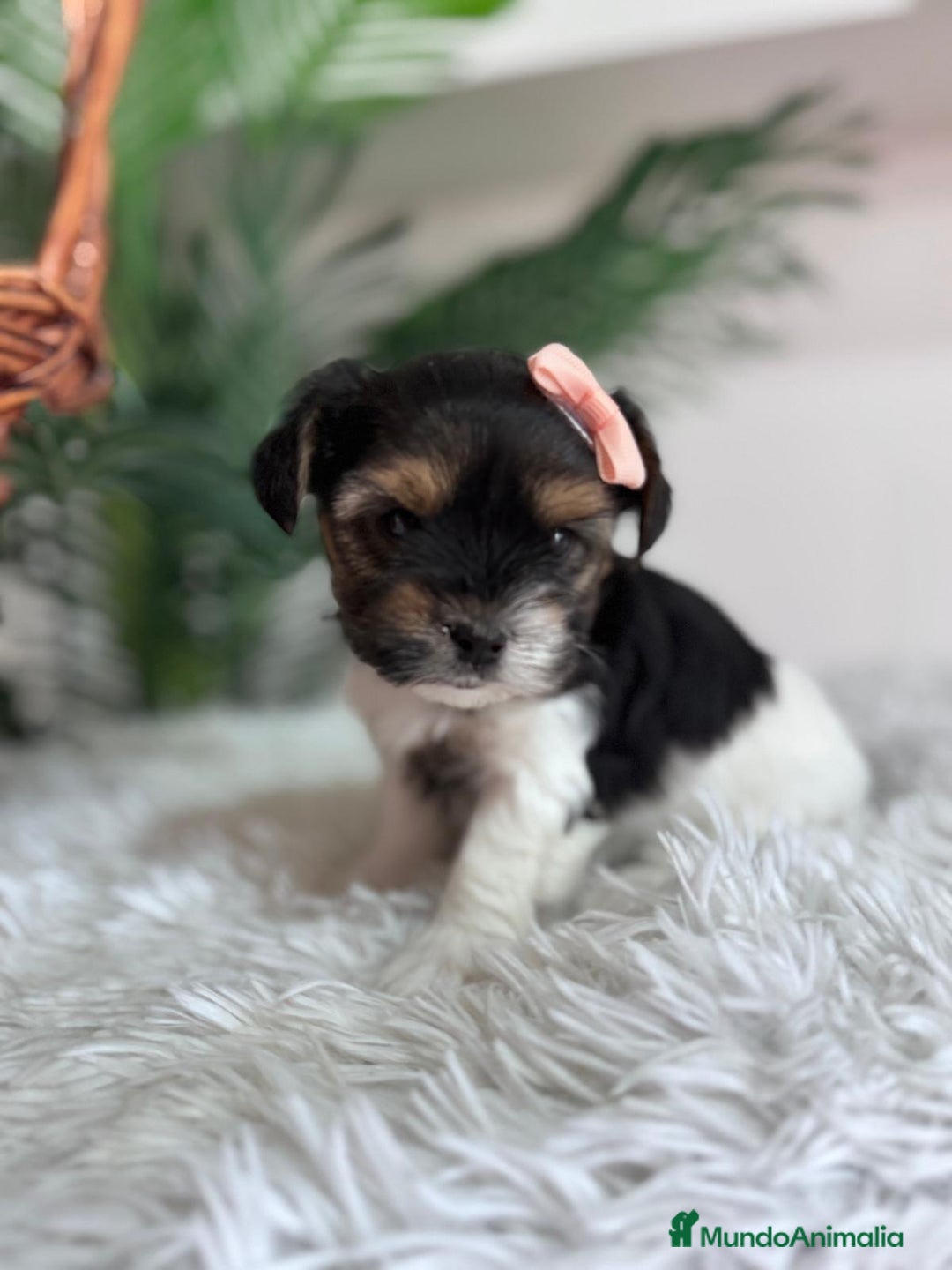 Yorkshire Terrier perros en venta: YORKSHIRE BIEWER HEMBRA - Anuncio 2