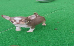 Chihuahua perros en venta: Chihuahua Toy Macho tricolor chocolate  - Imagen 1