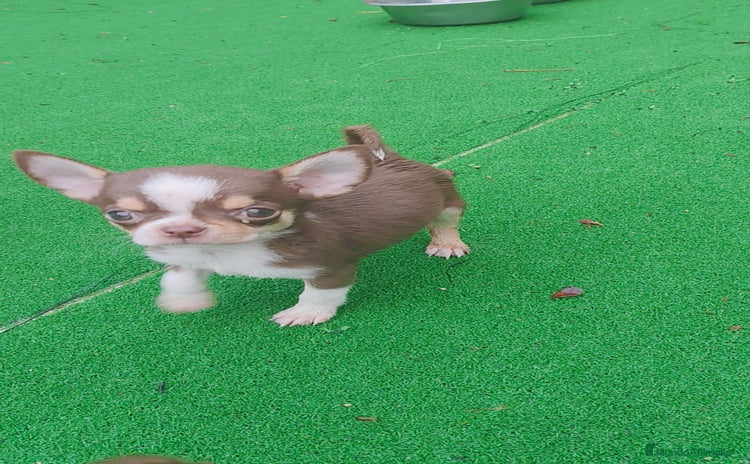 Chihuahua perros - Anuncio 5