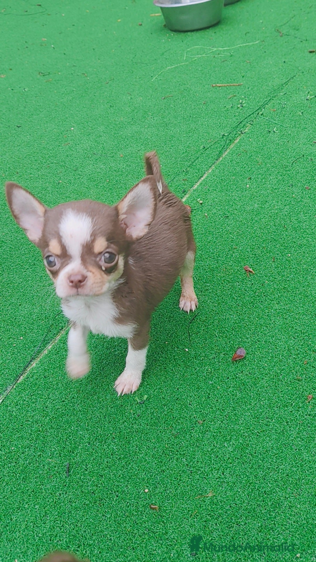 Chihuahua perros en venta: Chihuahua Toy Macho tricolor chocolate  - Imagen 1