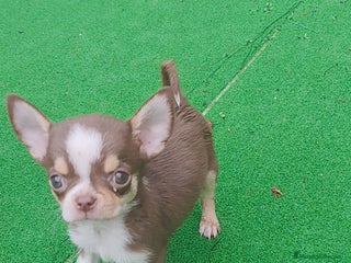 Chihuahua perros - Anuncio 32