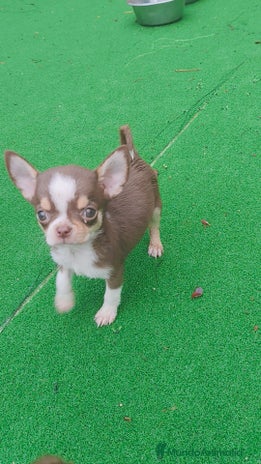 Chihuahua perros - Anuncio 13