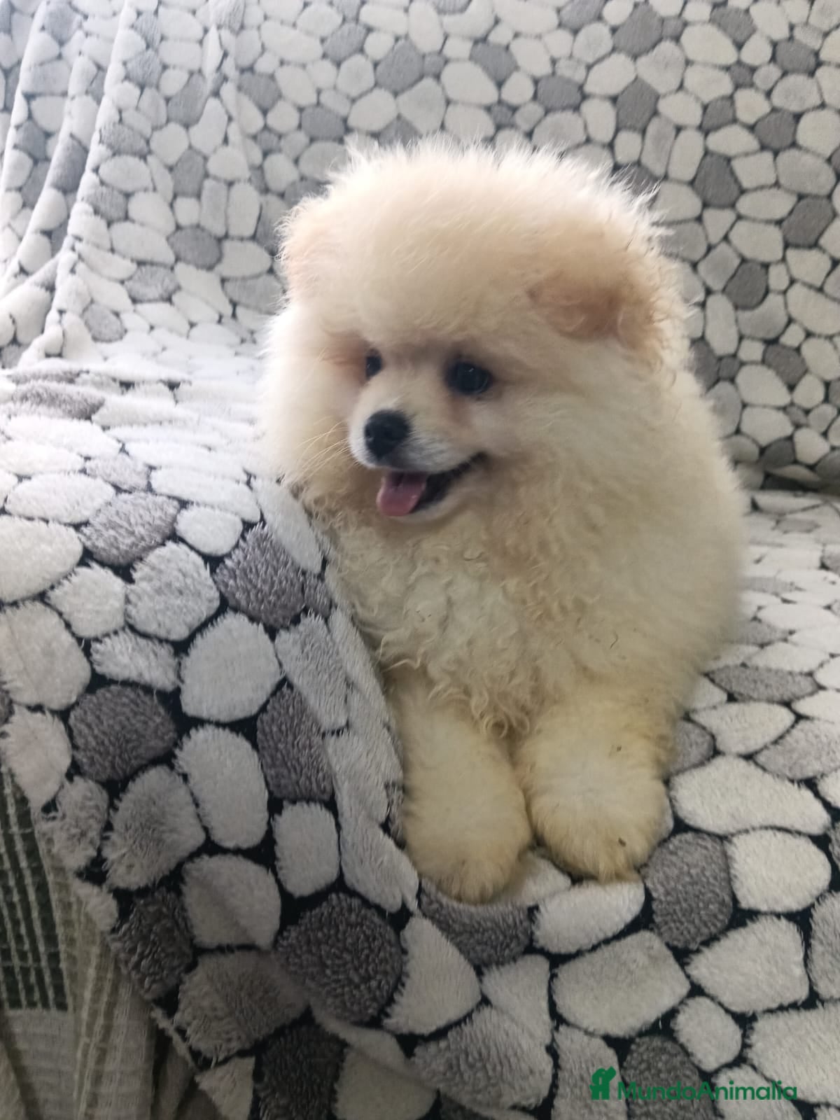 Pomerania perros Lulu Pomerania cara de oso  - Anuncio 2