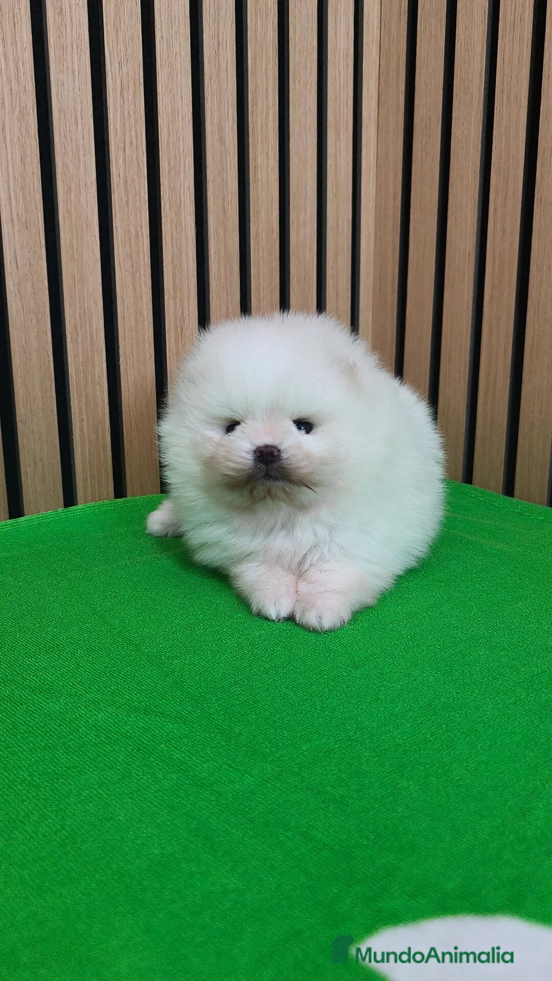 Pomerania perros en venta: Disponible macho y hembra  - Anuncio 8