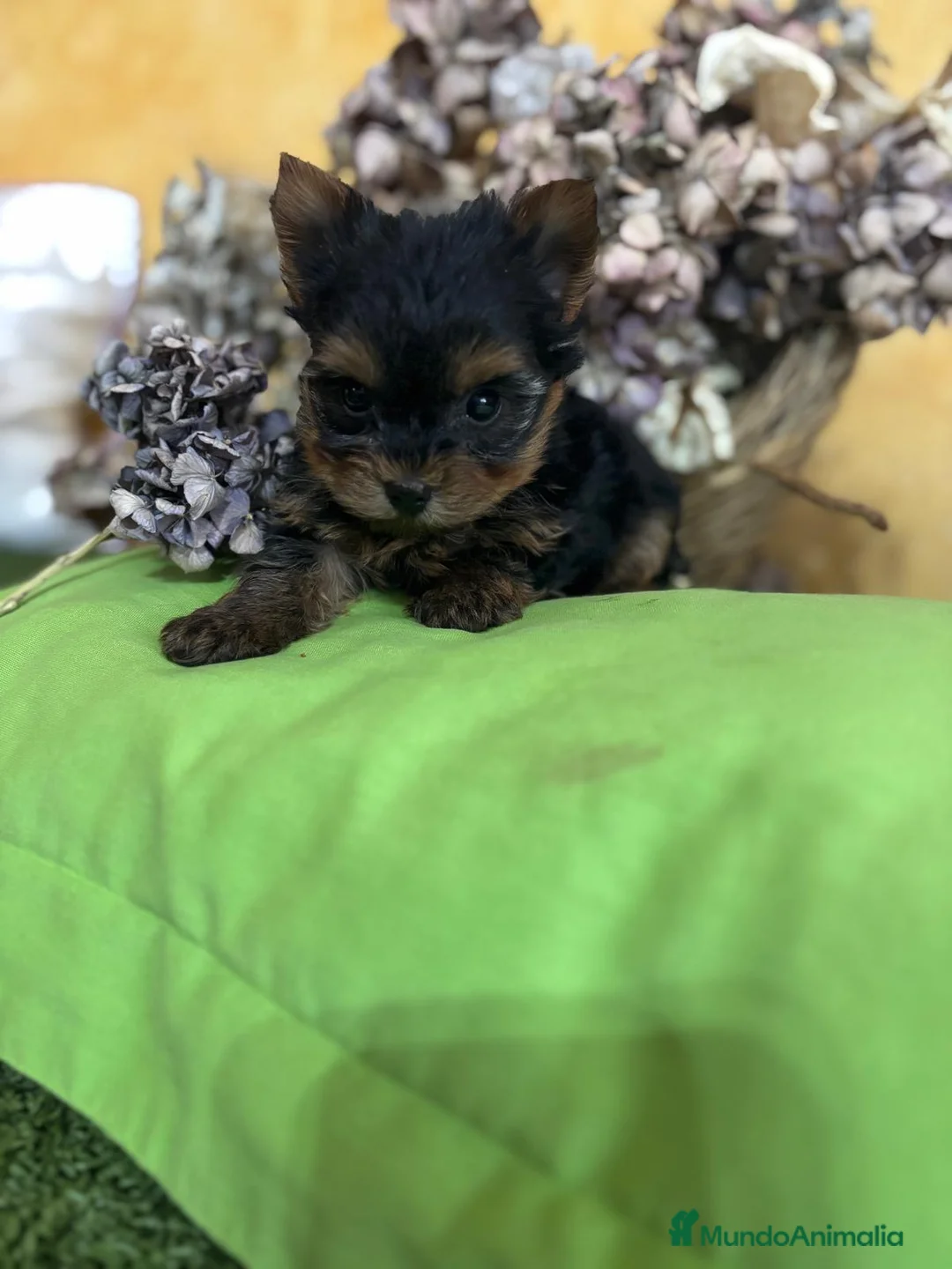 Yorkshire Terrier perros en venta: Yorkshire toy macho y hembra  - Anuncio 6