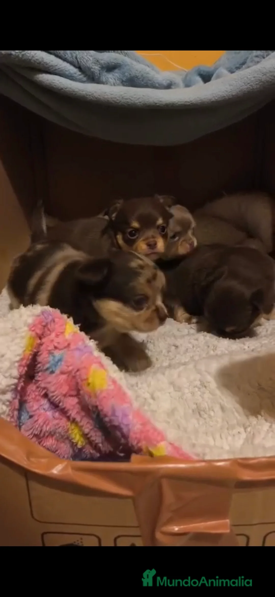 Chihuahua perros en venta: Cachorros de chihuahua - Anuncio 3