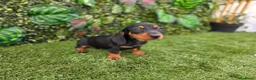 Teckel Miniatura perros en venta: TECKEL MINIATURA & KANNINCHEN - Anuncio 2