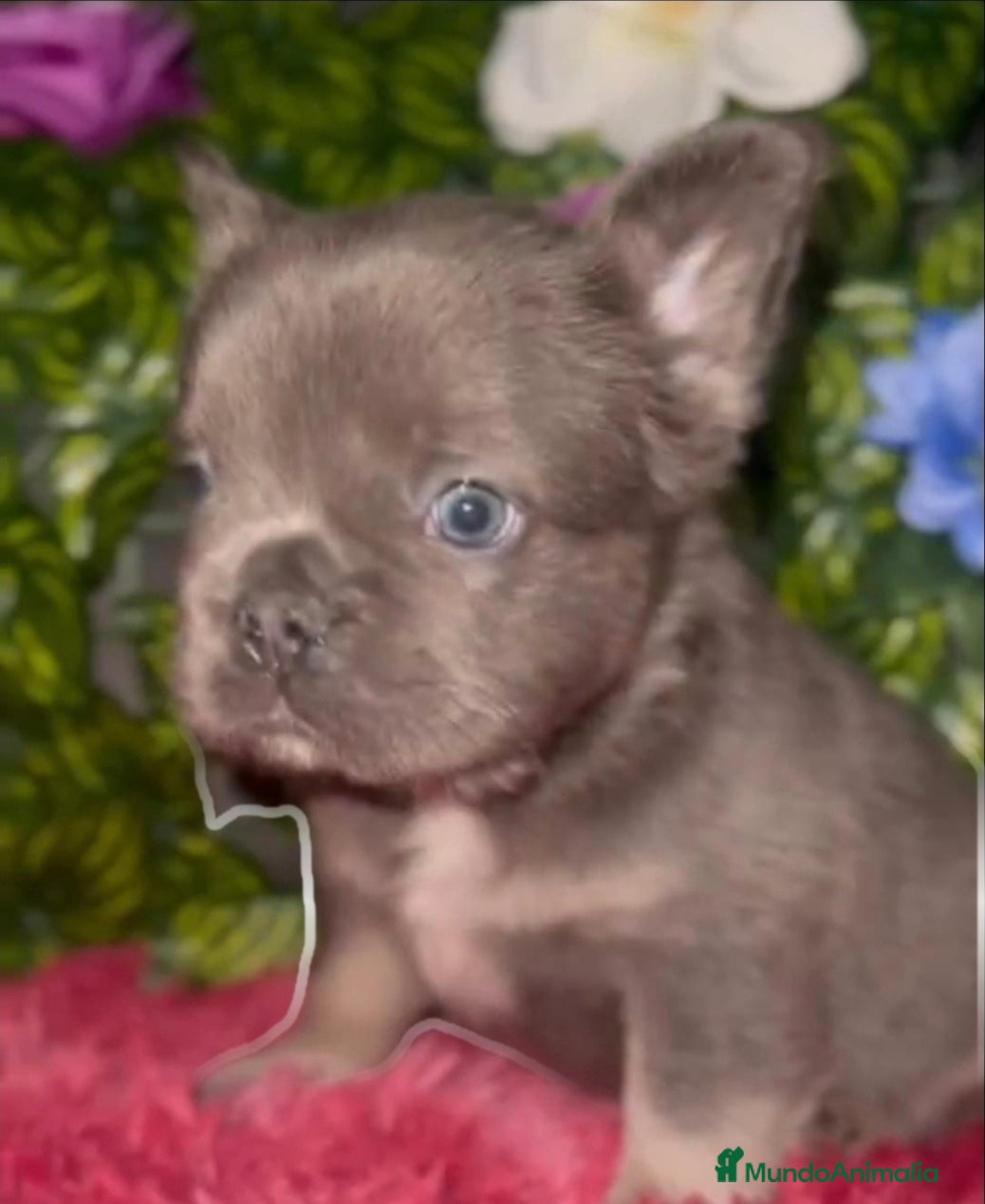 Bulldog Francés perros Fluffys y big rope - Anuncio 2