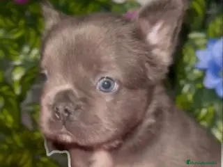 Bulldog Francés perros Fluffys y big rope - Anuncio 2