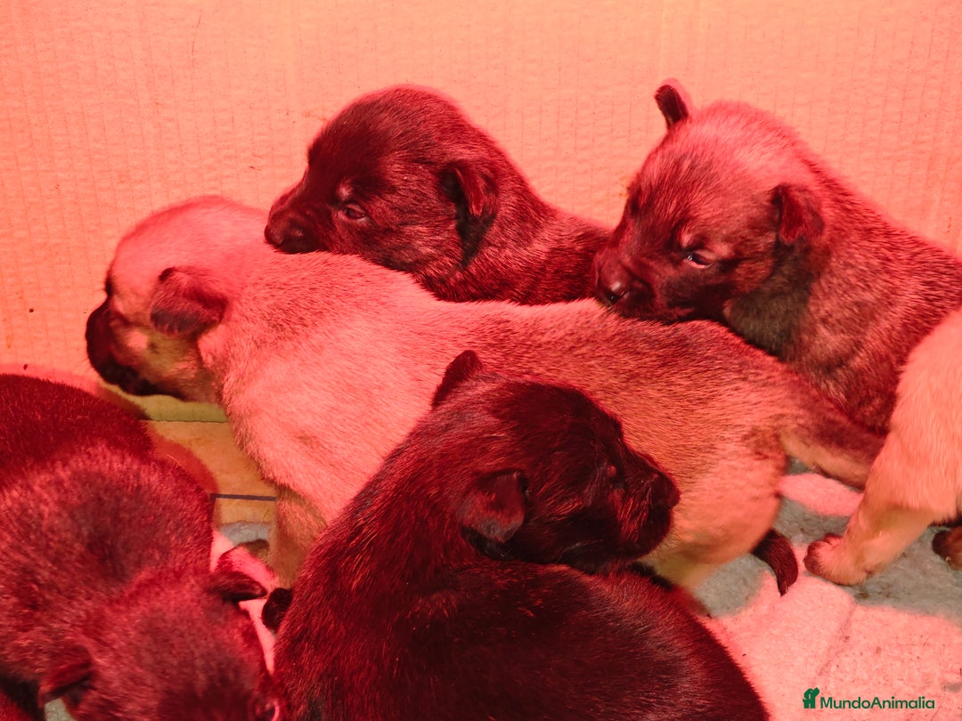 Pastor Belga Malinois perros en venta: Pastor belga malinois - Anuncio 6