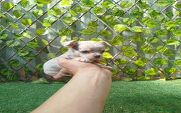 Chihuahua perros en venta: Chihuahua toy - Imagen 8