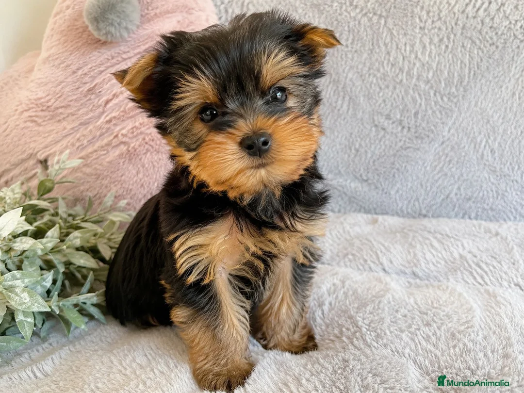 Yorkshire Terrier perros en venta: CACHORRO YORKSHIRE - MACHO - Anuncio 1