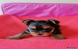 Yorkshire Terrier perros en venta: Yorsai Terry - Imagen 4