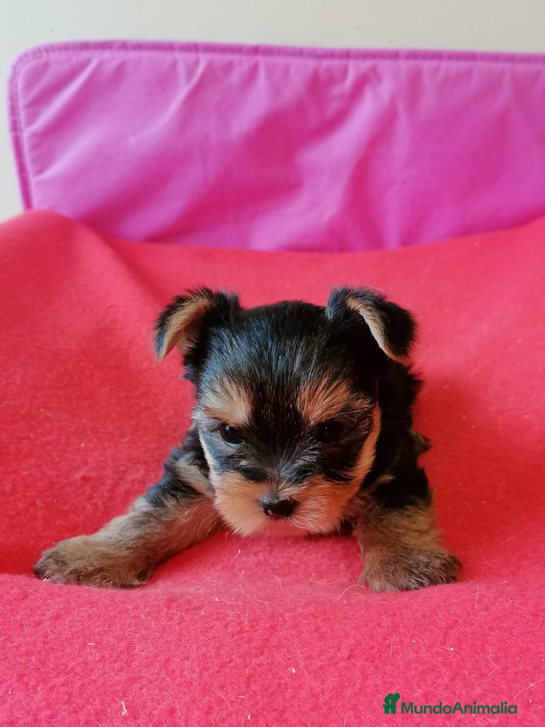 Yorkshire Terrier perros en venta: Yorsai Terry - Imagen 4