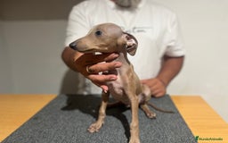 Pequeño Lebrel Italiano perros en venta: Piccolo  - Imagen 2