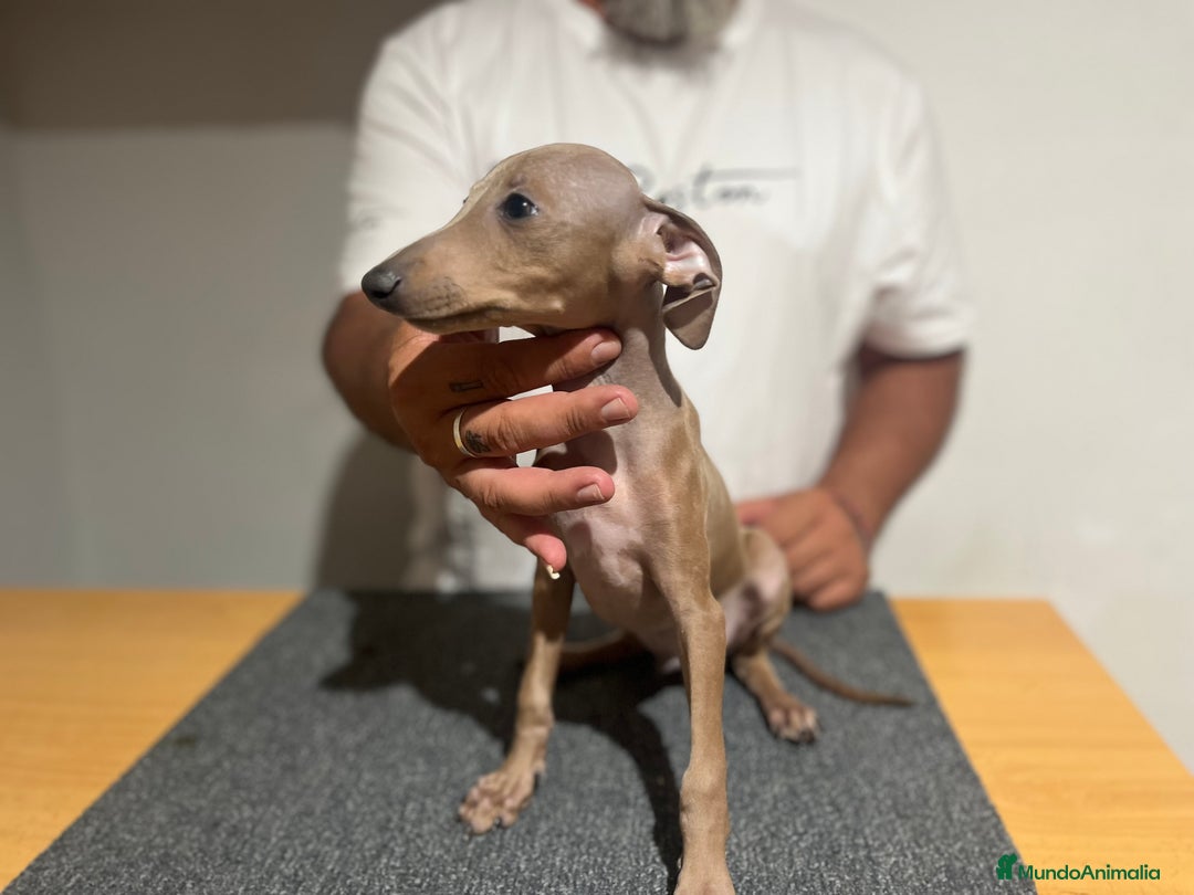 Pequeño Lebrel Italiano perros en venta: Piccolo  - Imagen 2