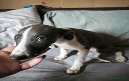 Whippet perros en venta: Whippet Macho - Imagen 8