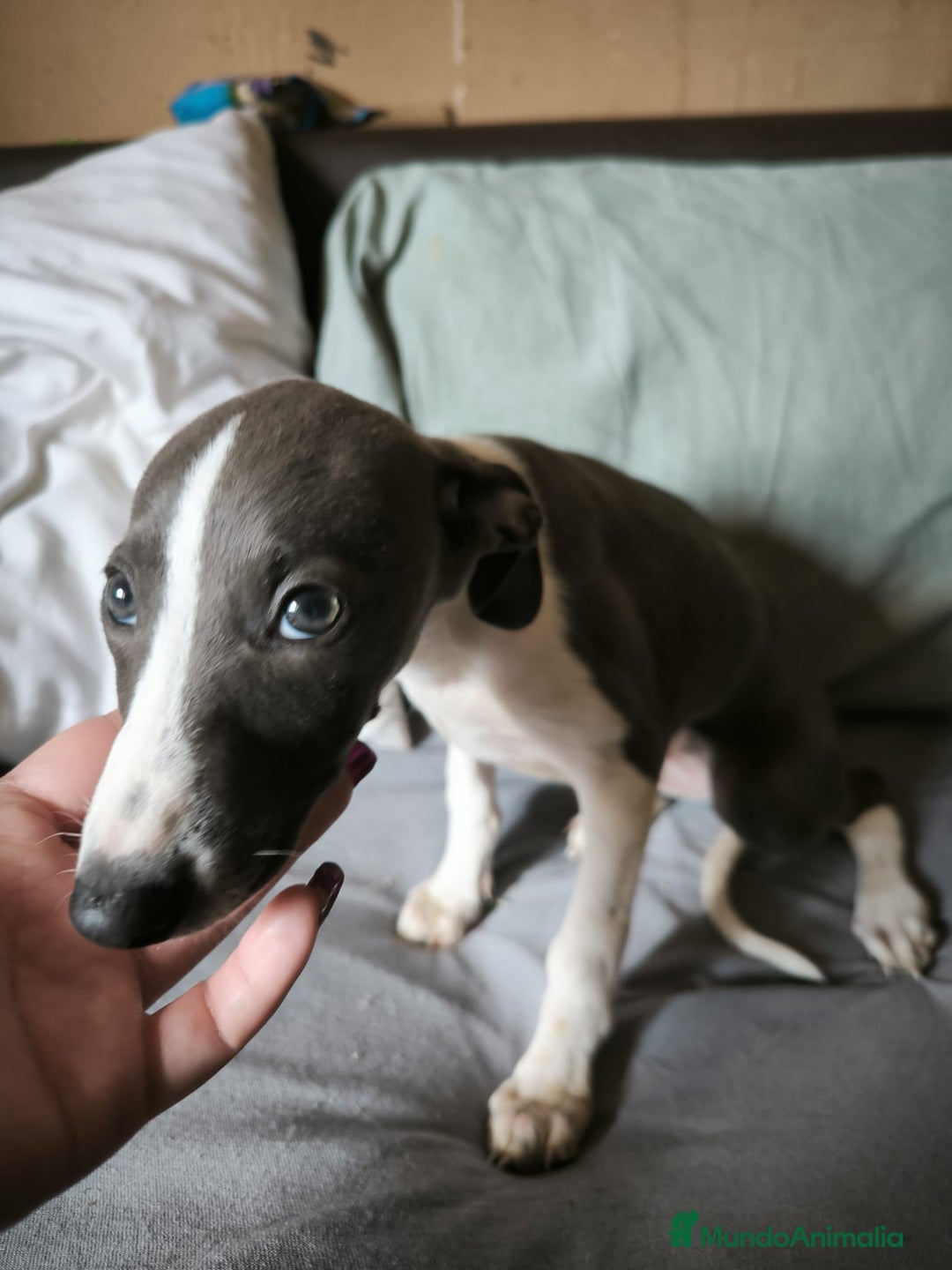 Whippet perros en venta: Whippet Macho - Imagen 8