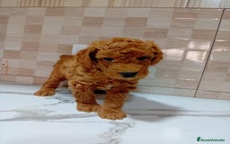 Caniche Enano perros en venta: Caniche pimentón y apricot  - Imagen 8