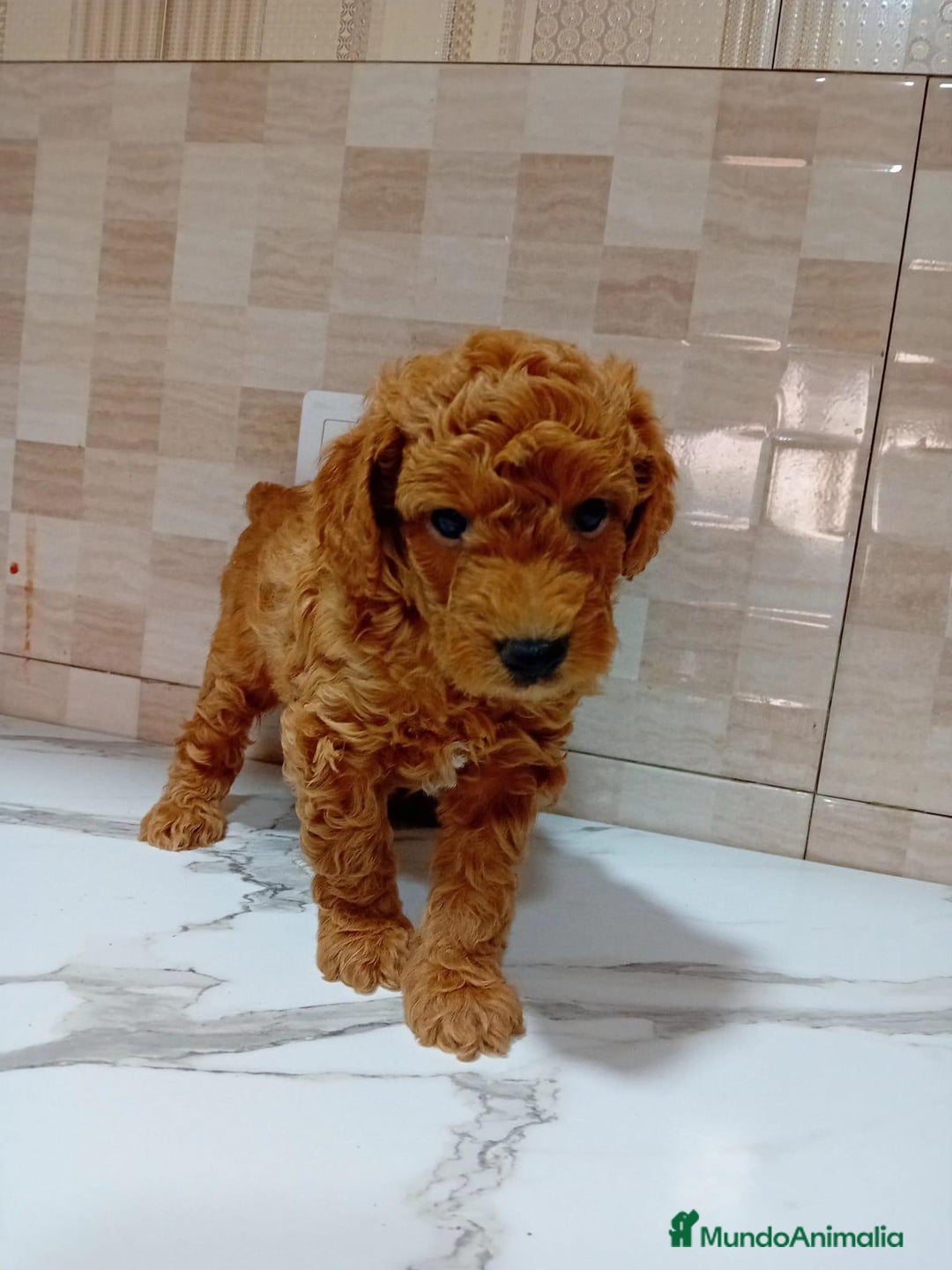 Caniche Enano perros en venta: Caniche pimentón y apricot  - Imagen 8