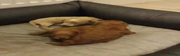 Caniche Toy perros en venta: Caniche toy - Anuncio 1