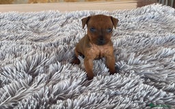 Pinscher Miniatura perros en venta: Mini Pincher hembra - Imagen 2