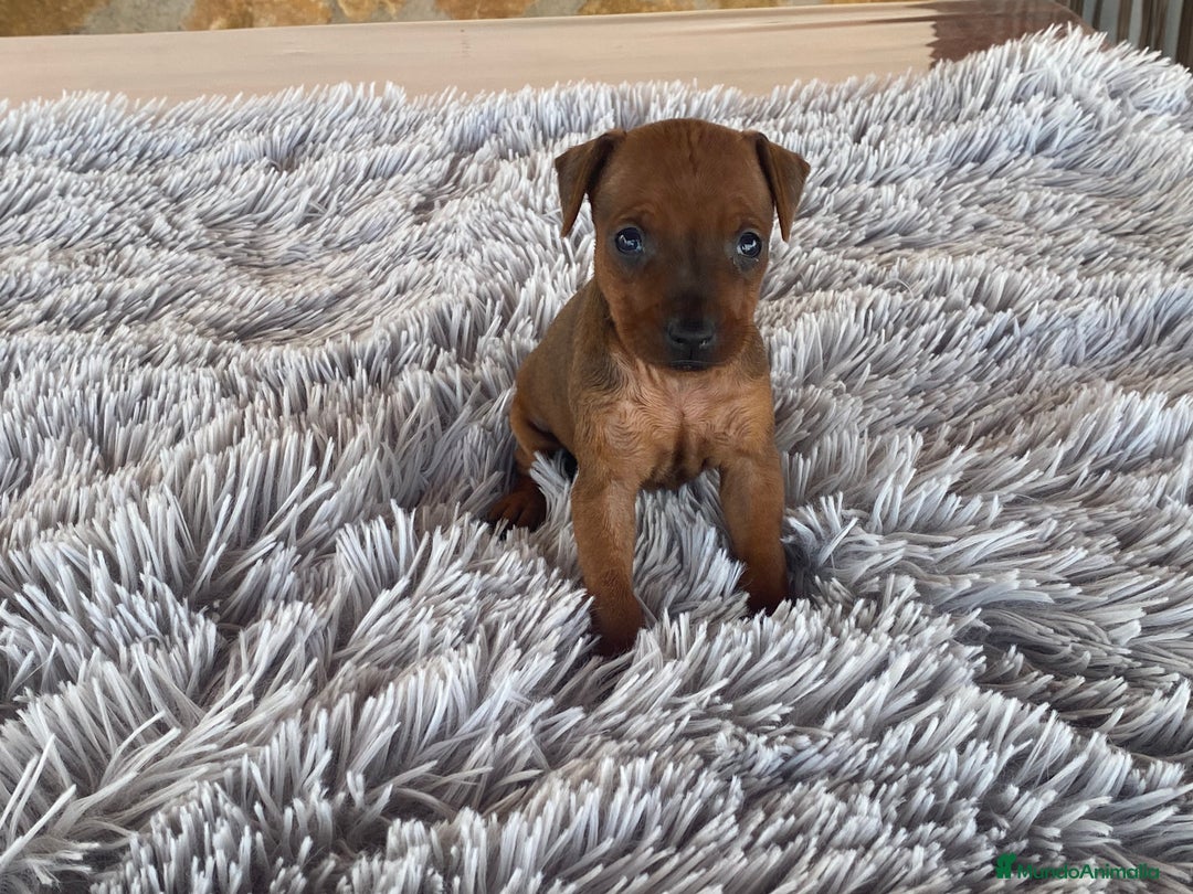 Pinscher Miniatura perros en venta: Mini Pincher hembra - Imagen 2